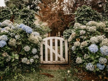 Rural garden fence with wicket gate surrounded by fragrant blooming hortensia flowers in lush summer countryside