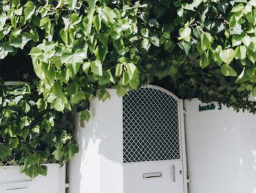 A white garden gate adorned with lush green leaves creating a serene, natural atmosphere.