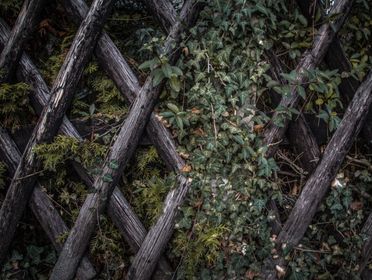 A rustic wooden fence intertwined with lush green ivy, showcasing nature's resilience outdoors.