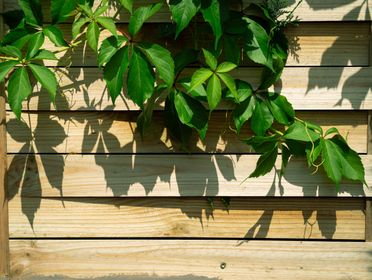 Bright green ivy leaves casting shadows on a wooden fence in a sunlit garden setting.