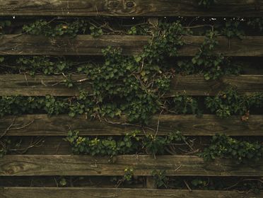 A lush ivy-covered wooden fence creating a natural, rustic aesthetic outdoors.