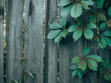 Detailed view of lush green leaves growing on an aged wooden fence.