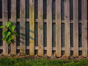 Close-up of a wooden fence with fresh green plant growth, highlighting nature's resilience.