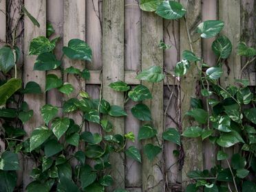 Lush green vines climbing a rustic wooden fence in Florida outdoors.