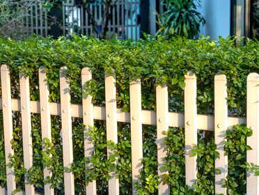 A sunlit white picket fence adorned with lush green plants creates a serene garden scene.