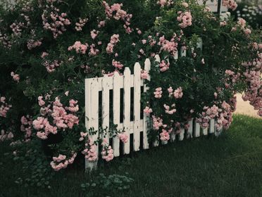 A lush display of pink roses blooming around a white picket fence, evoking a serene garden beauty.