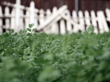 Close-up of vibrant green foliage in garden with a white picket fence in the background.