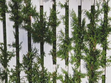 Evergreen conifer branches intertwined with a classic white picket fence, under natural daylight.