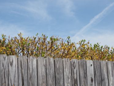 Vibrant spring blossoms peep over a rustic wooden fence against a clear blue sky.